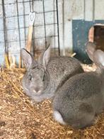 2 Mooie Vlaamse Reus Voedsters – Geboren 27-01, Dieren en Toebehoren, Konijnen, Vrouwelijk, Groot, 0 tot 2 jaar
