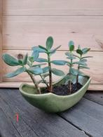 Geldplantje - Crassula Ovata in diverse potten, Huis en Inrichting, Ophalen, Vetplant, In pot, Minder dan 100 cm
