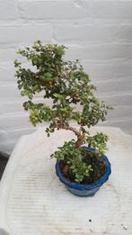 Bonsai Lonicera nitida tuigai, Halfschaduw, Overige soorten, Lente, Minder dan 100 cm