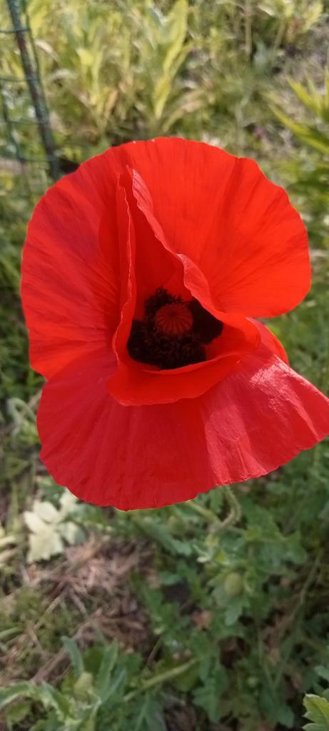 Klaproos zaden mix, Tuin en Terras, Bloembollen en Zaden, Zaad, Voorjaar, Volle zon, Ophalen of Verzenden