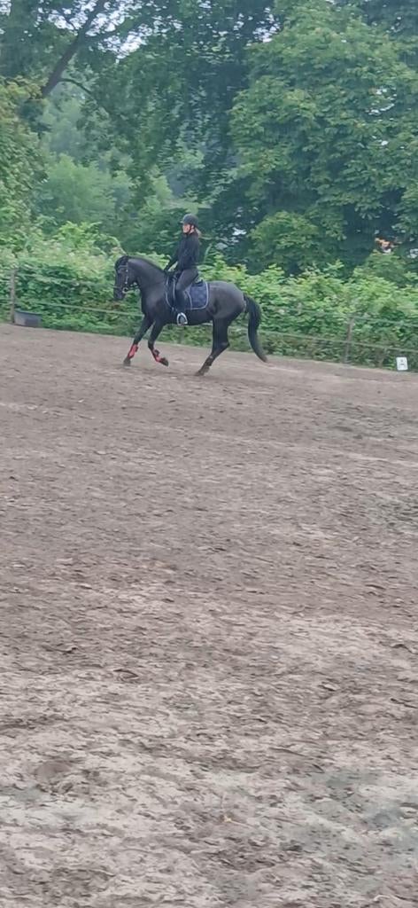 verzorg/bijrijdponys aangeboden, Ophalen