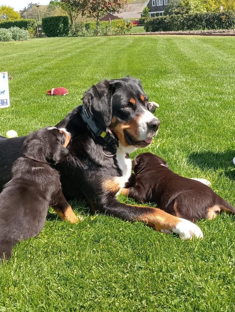 Grote zwitserse sennenhond puppy teef, Dieren en Toebehoren, 8 tot 15 weken, Teef, Groot, Eén hond