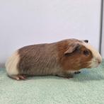 Twee mooie, lieve, jonge gladharige cavia beertjes, Februari, Mannelijk, Cavia