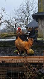 antwerpse baardkriel haan, Dieren en Toebehoren, Mannelijk, Kip