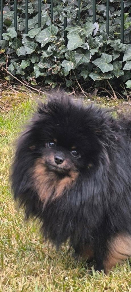 Pomeriaan Pomeranian Dwergkees Black & Tan Teefje, Dieren en Toebehoren, Honden | Poolhonden, Keeshonden en Oertypen, Teef, Overige rassen