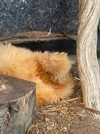 4 zijde hoenders zoeken een fijn adresje, Meerdere dieren, Kip