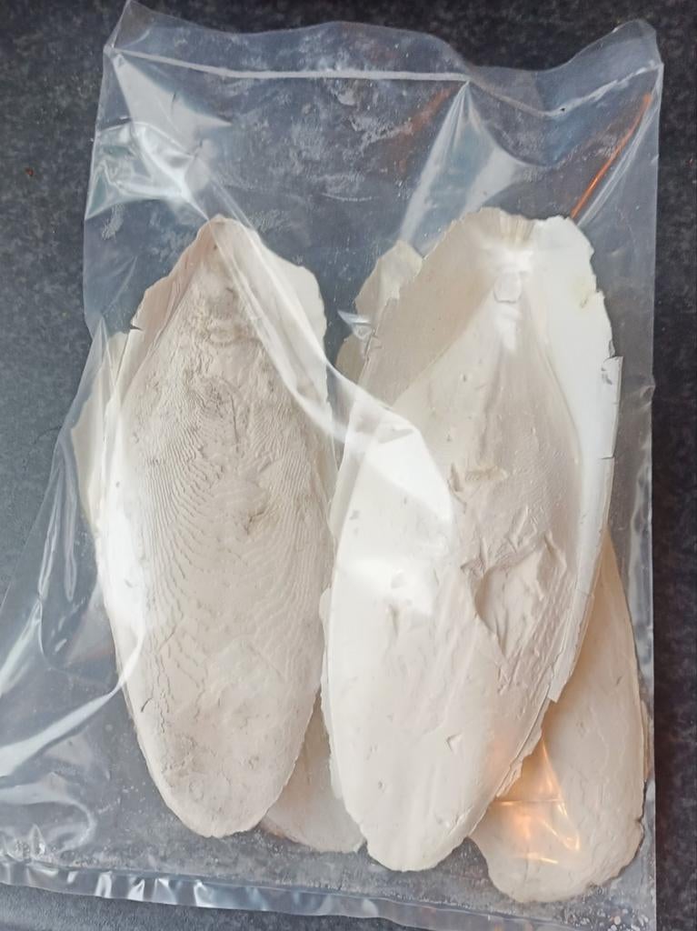 Sepia groot, Ophalen of Verzenden, Nieuw, Overige typen