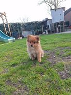 Leuke, lieve en knappe pomeriaan dwergkees pup teefje, Parvo, Nederland, Keeshond, 8 tot 15 weken