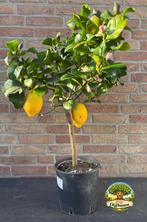 Geurige citrusboom met vruchten fruitboom, Ophalen, Vaste plant, Fruitplanten, Volle zon