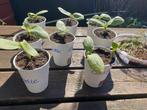 Biologische courgette zaadjes en plantjes €0,50, Ophalen of Verzenden, Voorjaar, Volle zon, Zaad