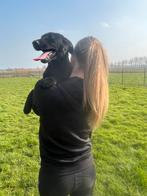 Prachtige git zwarte actieve pups te koop sheperdor labrador, Parvo, 8 tot 15 weken, Labrador retriever, Meerdere