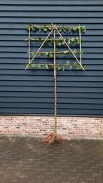 Tilia 'Pallida'  Leilinde, Lindeboom ☘️, Ophalen, Nieuw