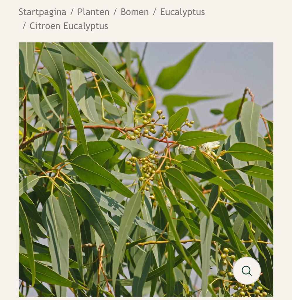 Gevraagd- eucalyptus boompje, Ophalen, Overige soorten, Minder dan 100 cm