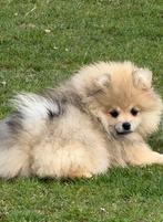 2 Teefjes | Pomeranian | Pomeriaan | Pups |, Keeshond, 8 tot 15 weken, Teef, Meerdere
