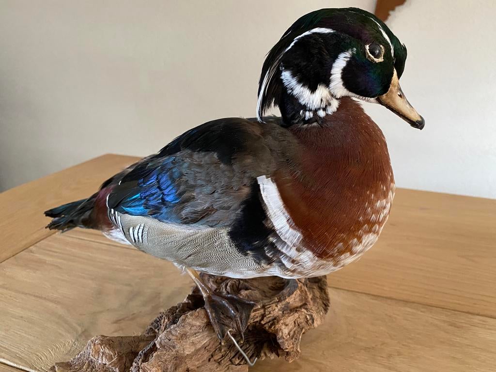 Opgezette Carolina eend, Verzamelen, Ophalen of Verzenden, Zo goed als nieuw, Vogel, Opgezet dier