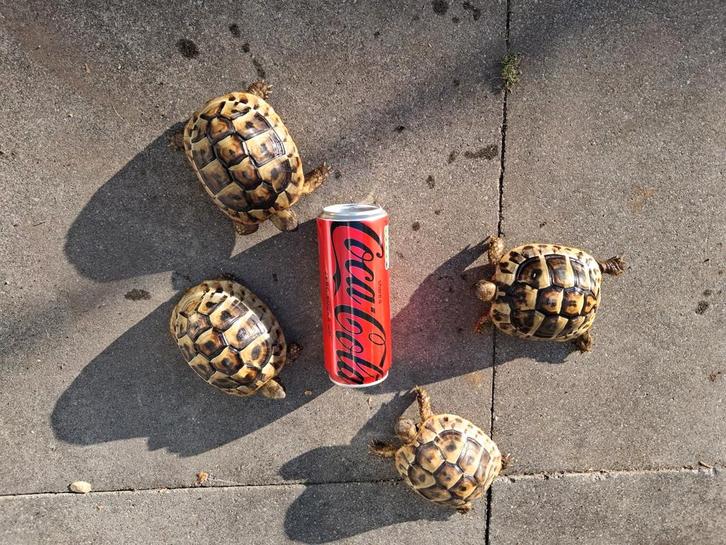 0.0.4 Testudo hermanni hercegovinensis