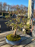 Azalea Bonsai ~20 jaar oud, Bloeit niet, Overige soorten, Minder dan 100 cm, Ophalen