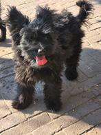 🐾 Lief, vrolijk reutje zoekt zijn forever home 🐾❤️, Dieren en Toebehoren, Honden | Niet-rashonden, 15 weken tot 1 jaar, Reu