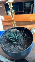 Haworthia stekjes  gezocht, Ophalen, Vetplant, Halfschaduw, Minder dan 100 cm