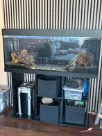 Juwel rio 240, Ophalen, Gebruikt, Gevuld zoetwateraquarium