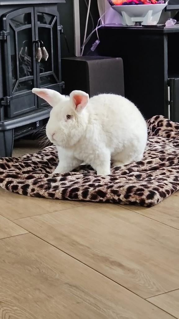 Gezocht witte wener voedster, Vrouwelijk, Groot