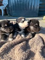 Mooie pomsky pups met blauwe ogen, Dieren en Toebehoren, Overige rassen, 8 tot 15 weken, Parvo, Meerdere
