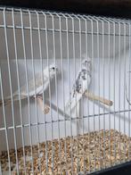 Mooi koppel valken, Dieren en Toebehoren, Meerdere dieren, Parkiet