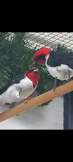 Maskerkardinalen, Dieren en Toebehoren, Mannelijk, Geringd