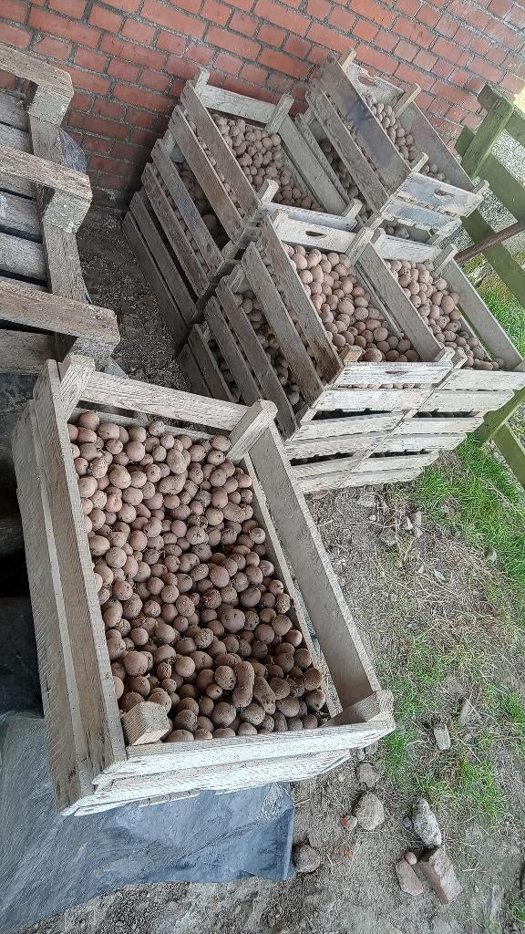 Pootaardappelen, of zet aardappelen, Ophalen of Verzenden, Nieuw