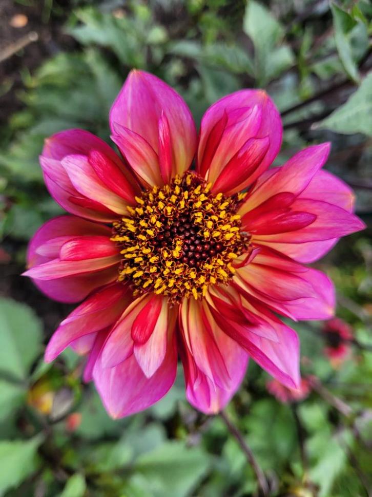 Dahlia knollen ruilen (niet te koop), Tuin en Terras, Bloembollen en Zaden, Knol, Volle zon, Ophalen of Verzenden