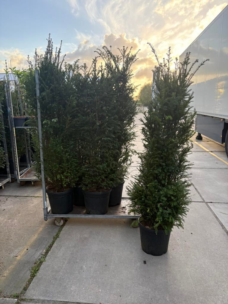 Taxus baccata, Ophalen, Bloeit niet, Halfschaduw, Overige soorten