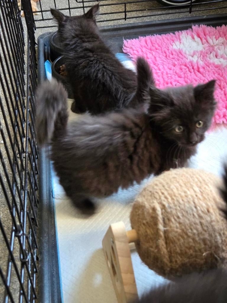 Mainecoon x noorseboskat kitten, Dieren en Toebehoren, Katten en Kittens | Raskatten | Langhaar, Kater, 0 tot 2 jaar