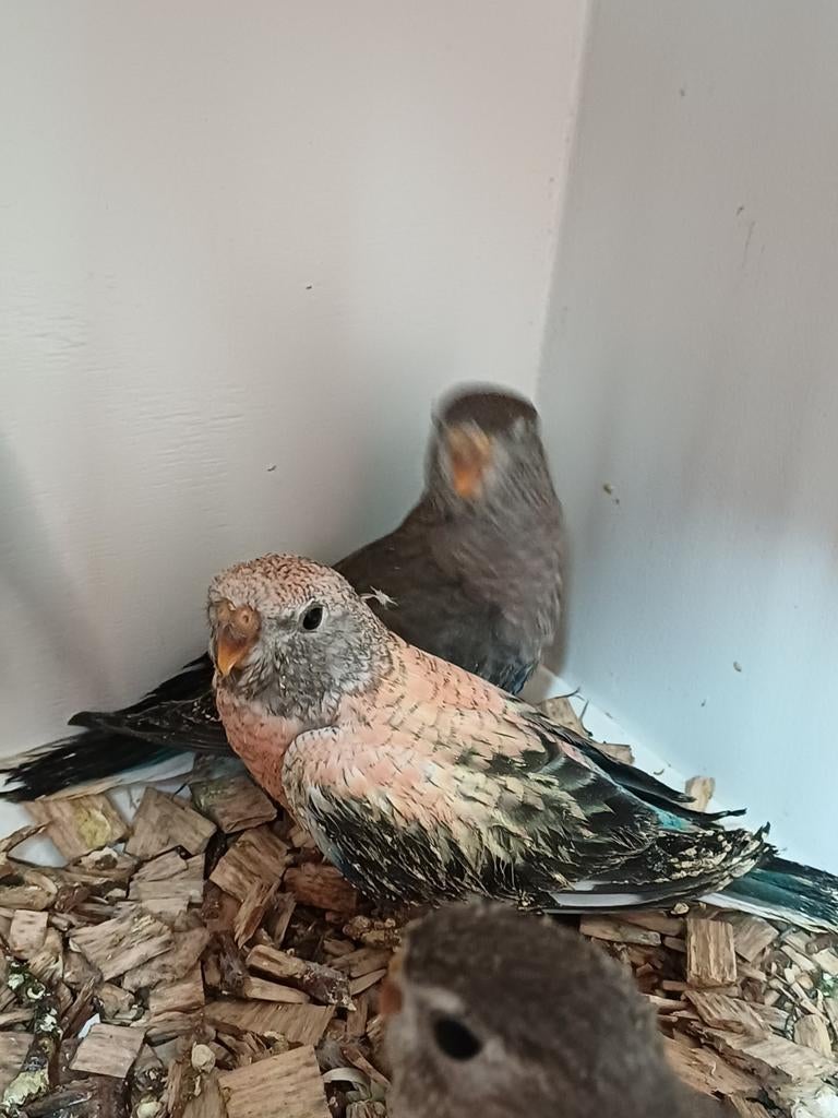 Jonge bourks parkieten, Meerdere dieren, Tam