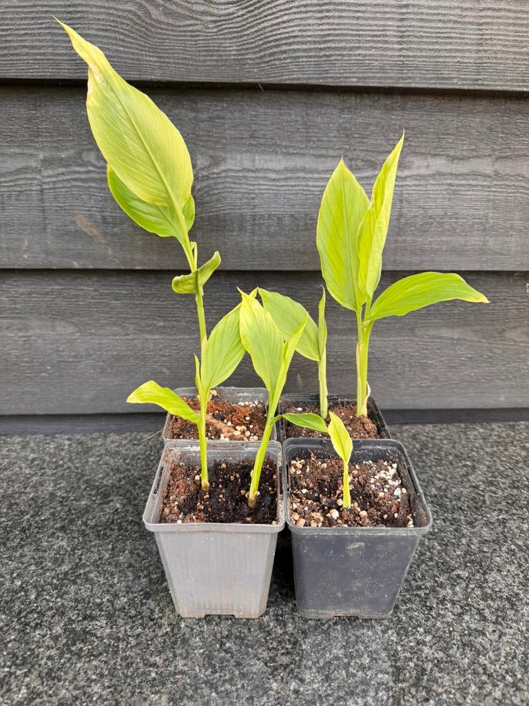 Kurkuma planten, Ophalen, Volle zon