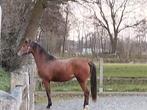 Pony's, E pony (1.48m - 1.57m), Met stamboom, Dressuurpony, Niet van toepassing