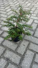 Berberis struik, Ophalen of Verzenden, Overige soorten, Volle zon