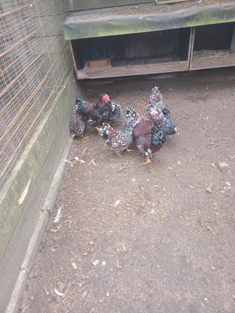 Wyandotte kriel  gepareld, Dieren en Toebehoren, Pluimvee, Meerdere dieren, Kip