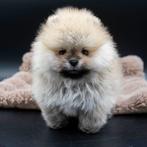 Prachtige Pomeranian Dwergkees reutjes., Parvo, 8 tot 15 weken, Meerdere, Nederland