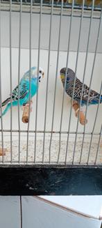 Blackface x split Blackface, Meerdere dieren, Parkiet, Geringd