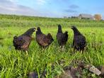 Jonge Barnevelder kriel bruin gezoomd gesekst & ingeënt, Dieren en Toebehoren, Pluimvee, Vrouwelijk, Kip