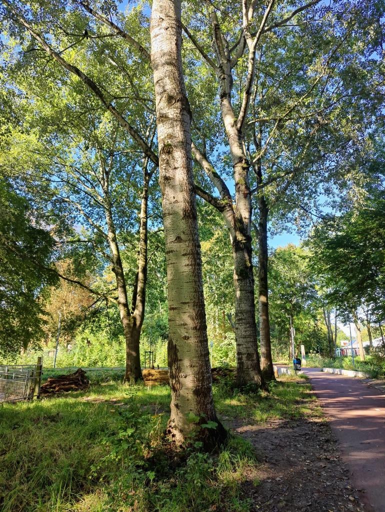 Gezocht: bomen/boompjes/boomstammen gezocht voor haardhout, Minder dan 3 m³, Ophalen