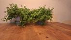 2 Peperomia plantjes met pot, Ophalen