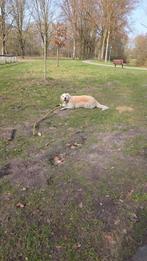 Golden retriever Reu, Dieren en Toebehoren, Golden retriever, Reu, Parvo, Eén hond