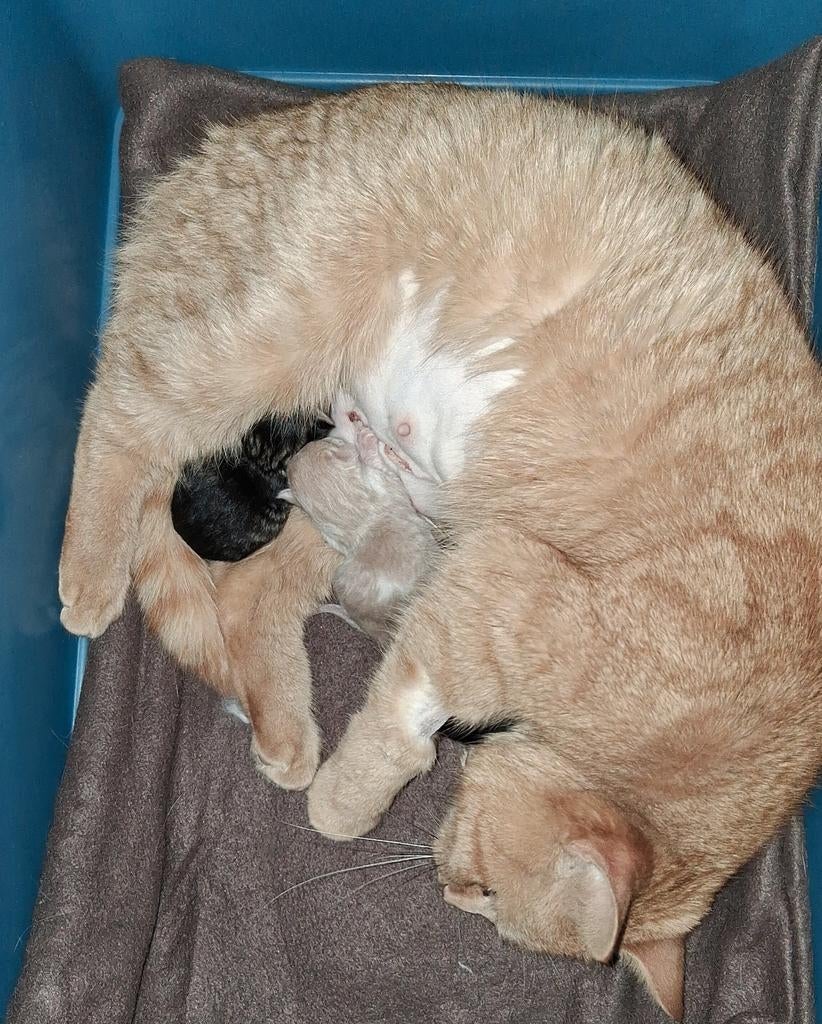Britse korthaar kittens te reserveren, Dieren en Toebehoren, Katten en Kittens | Raskatten | Korthaar, Meerdere dieren, Ontwormd
