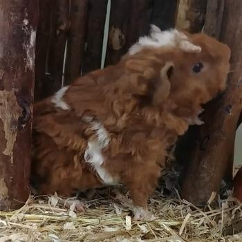 Cavia's te koop, Maart, Meerdere dieren, Cavia