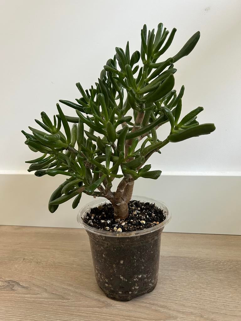 Crassula Ovata Gollum, Ophalen of Verzenden, Vetplant, Halfschaduw, Minder dan 100 cm
