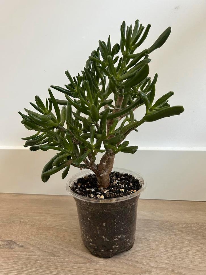 Crassula Ovata Gollum, Huis en Inrichting, Kamerplanten, Vetplant, Minder dan 100 cm, Halfschaduw, Ophalen of Verzenden