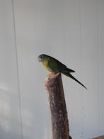 Roodbuikturquasine wildkleur, Dieren en Toebehoren, Vrouwelijk, Parkiet, Geringd