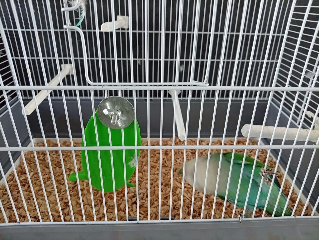 Agaponis, Dieren en Toebehoren, Vogels | Parkieten en Papegaaien, Vrouwelijk, Parkiet