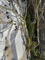 hout sculptuur boom voor de sier of sierboom of voor voliere, Ophalen of Verzenden